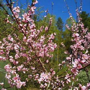 Персик весной